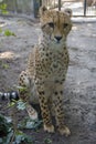 Cheetah leopard predator fangs grace Africa