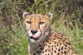 Cheetah Licking Lips