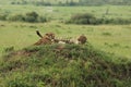 A cheetah licks the leg of its mate while resting on a small hill in the Masai Mara in Kenya Royalty Free Stock Photo