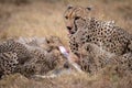 Cheetah lies with cubs eating Thomson gazelle