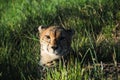 A cheetah peeps through grass at Kragga Kamma Game Park, South Africa