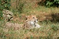 Cheetah lies in grass resting