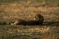 Cheetah lies on grassy plain lifting head