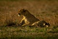 Cheetah lies on grassy plain staring ahead