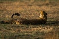 Cheetah lies on grassy plain yawning widely