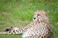 Cheetah lies on the grass