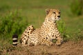 Cheetah lies on mound lifting head up