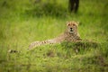 Cheetah lies on mound with mouth open