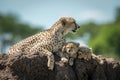 Cheetah lies on mound beside two cubs Royalty Free Stock Photo