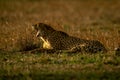 Cheetah lies on plain at dusk yawning