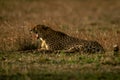 Cheetah lies on plain at sunset yawning