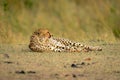 Cheetah lies on short grass raising head