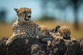 Cheetah lies on termite mound by cubs Royalty Free Stock Photo