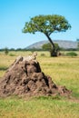 Cheetah lies on termite mound near acacia