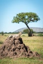 Cheetah lies on termite mound near tree Royalty Free Stock Photo