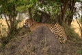 Cheetah lies on termite mound staring ahead