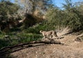 Cheetah at The Living Desert Zoo and Gardens