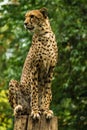 Cheetah on a log Royalty Free Stock Photo