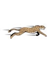 Cheetah logo , jaguar logo vector Royalty Free Stock Photo