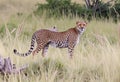 A Cheetah in the long grass Royalty Free Stock Photo