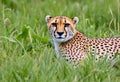 A Cheetah in the long grass Royalty Free Stock Photo