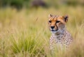 A Cheetah in the long grass Royalty Free Stock Photo