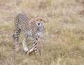 A Cheetah in Long Grass