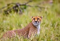 A Cheetah in the long grass Royalty Free Stock Photo