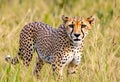 A Cheetah in the long grass Royalty Free Stock Photo