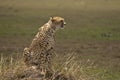 Cheetah on the look out, Kenya Royalty Free Stock Photo