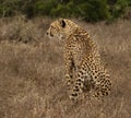 Cheetah Royalty Free Stock Photo