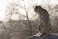 Cheetah looking into the distance Royalty Free Stock Photo