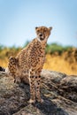 Cheetah looking into the distance over the boulder Royalty Free Stock Photo