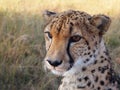 Cheetah looking into the distance Royalty Free Stock Photo