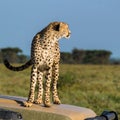 Cheetah looking off Royalty Free Stock Photo