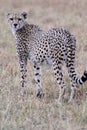 Cheetah looking over shoulder Royalty Free Stock Photo