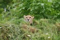 Cheetah looking over top of a hill Royalty Free Stock Photo