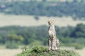 Cheetah looking for prey on a hill top Royalty Free Stock Photo