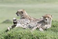 Cheetah looking for prey on a hill top Royalty Free Stock Photo