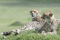 Cheetah looking for prey on a hill top Royalty Free Stock Photo