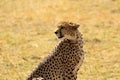Cheetah looking for prey Masai Mara, Kenya