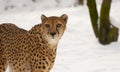 Cheetah looking straight at you! Royalty Free Stock Photo