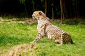 Cheetah on the lookout Royalty Free Stock Photo