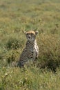 Cheetah on the lookout for food Royalty Free Stock Photo