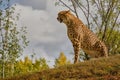 Cheetah on a lookout hill Royalty Free Stock Photo