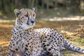 Cheetah On The Lookout Royalty Free Stock Photo