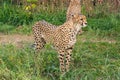 A cheetah looks closely at prey before attacking