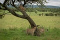 Cheetah looks down from tree at brothers