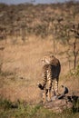 Cheetah looks left standing on dead log