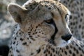A cheetah looks out into the distance Royalty Free Stock Photo